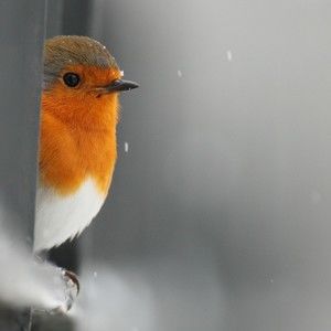 Meet your Posher, Joyce